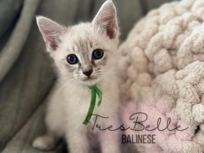 Basil - Siamese - Gallery Photo #1
