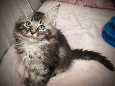 Kai Polydactyl - Maine Coon - Gallery Photo #1