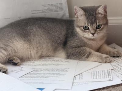 Celina - British Shorthair - Gallery Photo #1