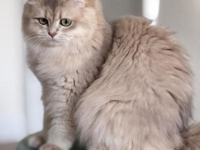 Lavanda Blue Golden - British Shorthair - Gallery Photo #1