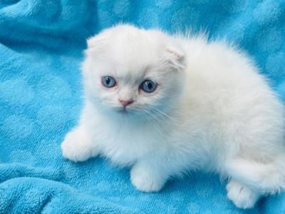 Scottish Fold In OREGON - Scottish Fold - Gallery Photo #1