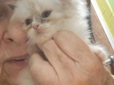 No Name 23 - Ragdoll - Gallery Photo #1
