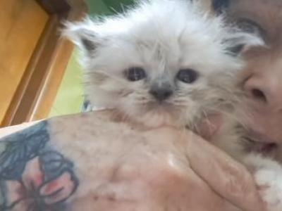 No Name 26 - Ragdoll - Gallery Photo #1