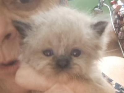 No Name 27 - Ragdoll - Gallery Photo #1