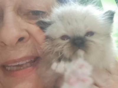 No Name 28 - Ragdoll - Gallery Photo #1