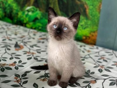 Frodo - Siamese - Gallery Photo #1