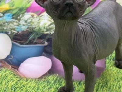 Target Black Long Leg Sphynx Girl - Sphynx - Gallery Photo #1