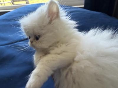 Persian White Kittens - Persian - Gallery Photo #1