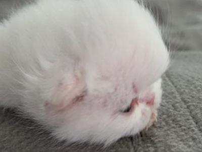 Persians Different  Colors - Persian - Gallery Photo #1