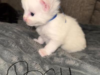 BlueMaleMaineCoon - Maine Coon - Gallery Photo #1