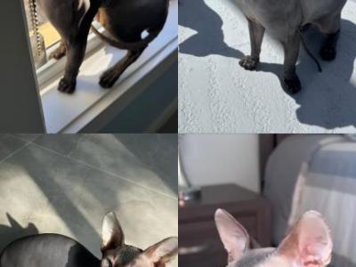 Minnies Babies - Sphynx - Gallery Photo #1
