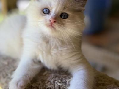Dobby - Ragdoll - Gallery Photo #1