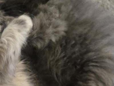 Midnight - Persian - Gallery Photo #1