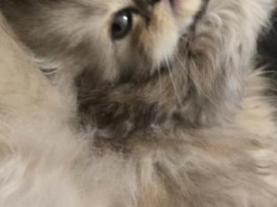 Harmony - Persian - Gallery Photo #1
