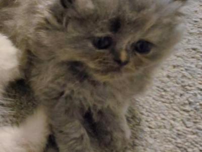 Rythm - Persian - Gallery Photo #1