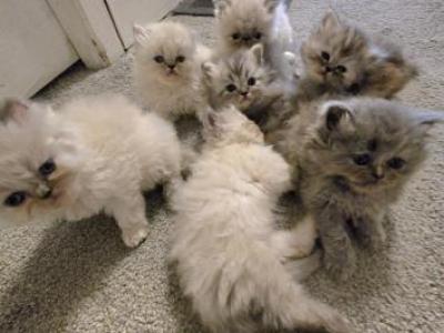 Pebbles Litter - Persian - Gallery Photo #1