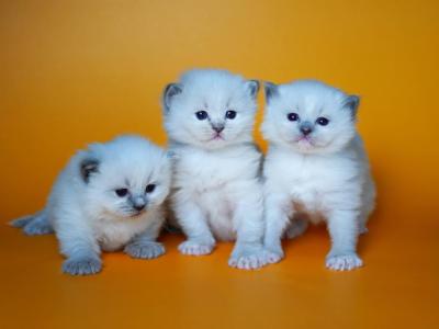 Sweet Blue Ragdoll Kittens - Ragdoll - Gallery Photo #1