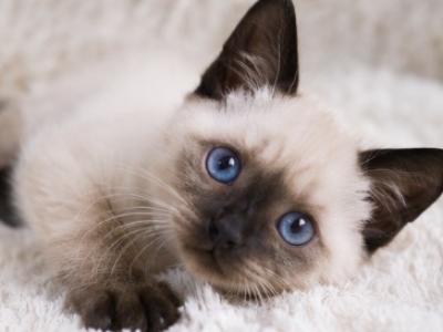 Teddy - Siamese - Gallery Photo #1