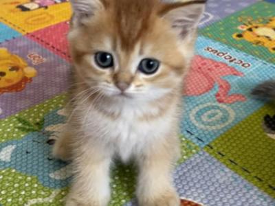 Rocky - British Shorthair - Gallery Photo #1