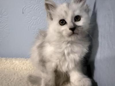 Ishtar - Maine Coon - Gallery Photo #1