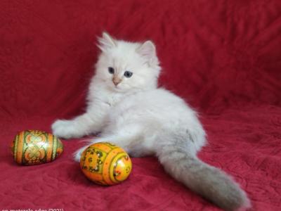 Miss Muffet's Litter - Ragdoll - Gallery Photo #1