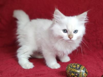 CinnaBonnie's Litter - Ragdoll - Gallery Photo #1