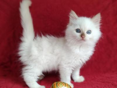 CinnaBonnie's Litter - Ragdoll - Gallery Photo #1