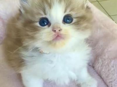 Coffee - Ragdoll - Gallery Photo #1