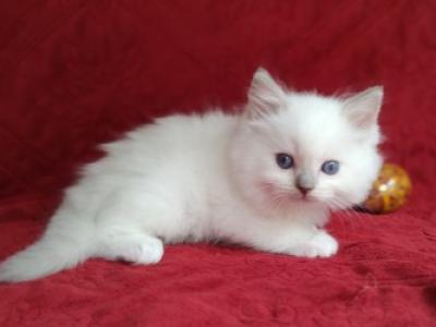Dandy Lion's Litter - Ragdoll - Gallery Photo #1