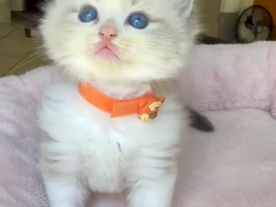 Ivy - Ragdoll - Gallery Photo #1