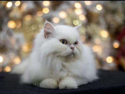 Persa - Persian - Gallery Photo #1