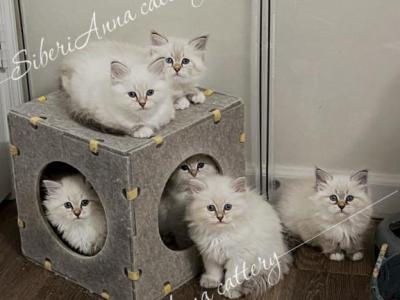 Male And Female  Litter K - Siberian - Gallery Photo #1