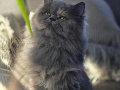 Grey Kitten Tedi - Persian - Gallery Photo #1