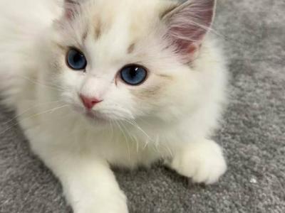 Lanmei Blue Lynx Bicolor - Ragdoll - Gallery Photo #1
