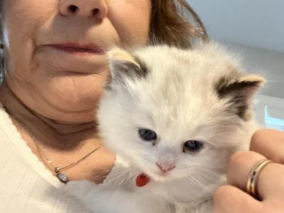 Duchess Litter - Ragdoll - Gallery Photo #1