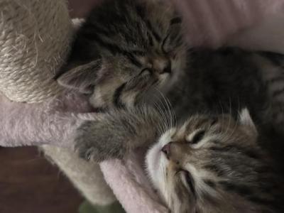 Alani Folds - Scottish Fold - Gallery Photo #1