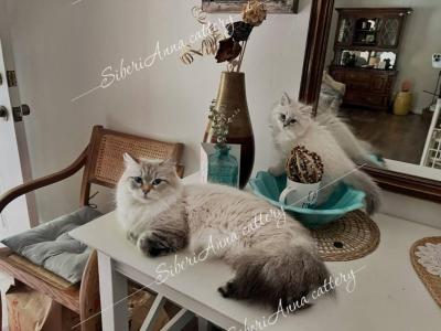 Kasper - Siberian - Gallery Photo #1