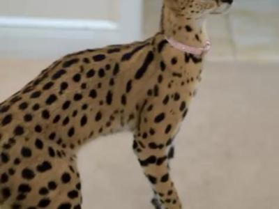 AFEICAN SERVAL FEMALE AVAILABLE SUPER TAME GIRL - Savannah - Gallery Photo #1