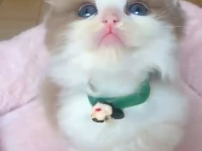 Kenny - Ragdoll - Gallery Photo #1