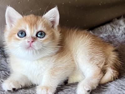 Goldie Golden Shaded British Shorthair Girl - British Shorthair - Gallery Photo #1