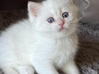 Latte Golden Shaded Point Boy - British Shorthair - Gallery Photo #1
