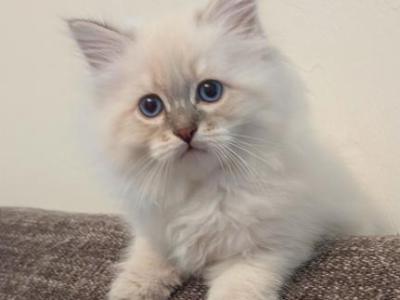 Jay - Siberian - Gallery Photo #1