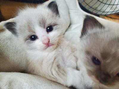 Bicolor Ragdolls - Ragdoll - Gallery Photo #1
