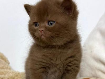 Fiji - British Shorthair - Gallery Photo #1