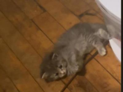 American Long Hair Kittens - American Longhair - Gallery Photo #1