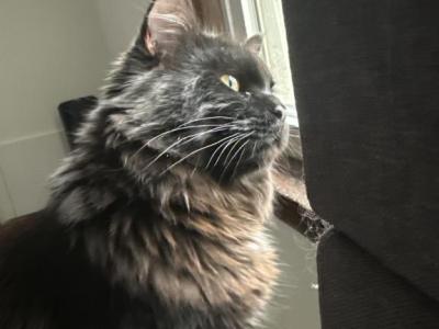 Harley - Maine Coon - Gallery Photo #1