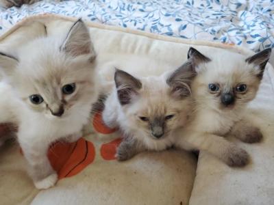 Seal Lynx Bicolor Ragdolls - Ragdoll - Gallery Photo #1