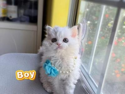Ponpon - Selkirk Rex - Gallery Photo #1