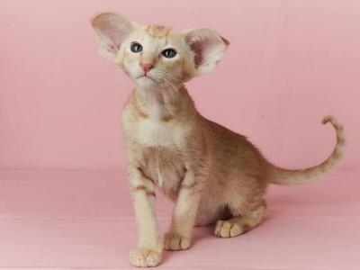 Noel - Oriental - Gallery Photo #1