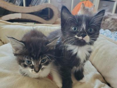 Ragdoll Snowshoe Mix - Snowshoe - Gallery Photo #1
